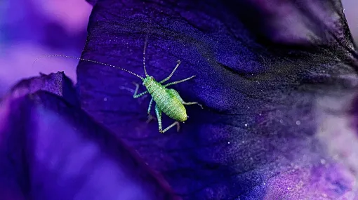 Punktierte Zartschrecke auf einer Schwertlilie