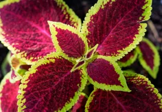 Coleus