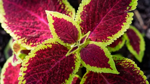 Coleus