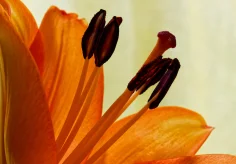 Orange Lilie