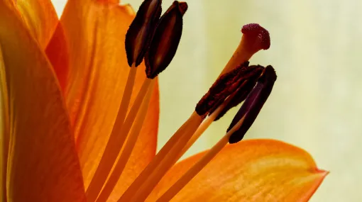 Orange Lilie