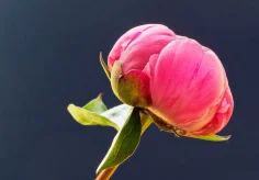 Pfingstrose II