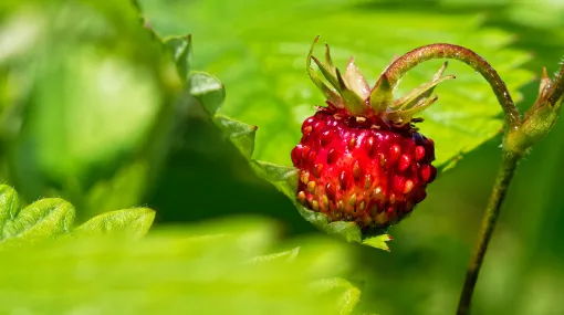 Reife Walderdbeere