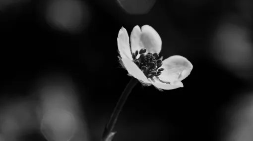 Erdbeerblüte