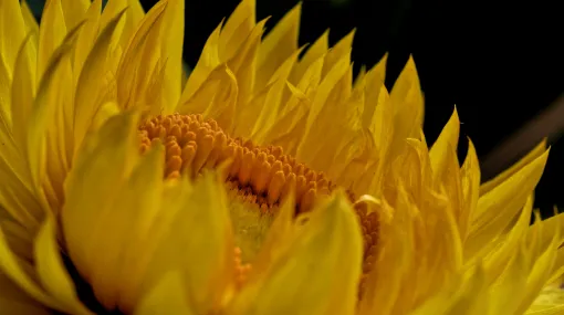 Strohblume I
