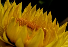 Strohblume I