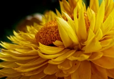 Strohblume II