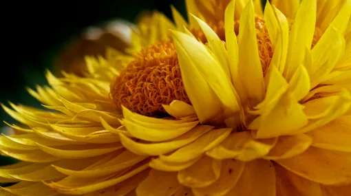 Strohblume II