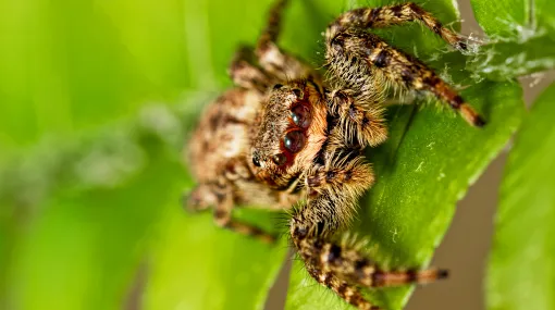 Springspinne