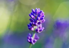 Junger Lavendel