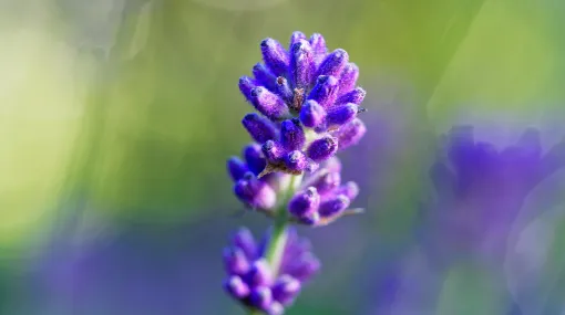 Junger Lavendel