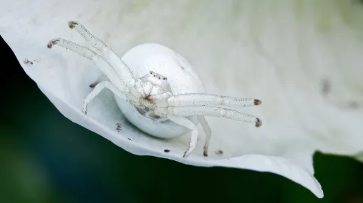 Krabbenspinne I (Bin bereit)