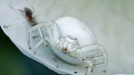 Krabbenspinne II (Warte)