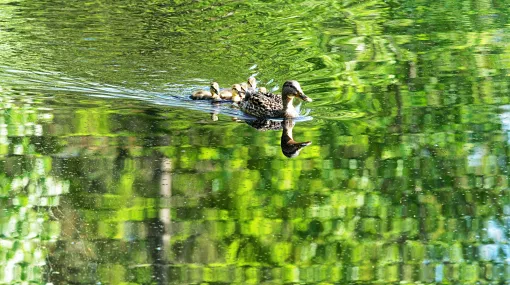 Ente mit jungen