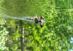 Ente mit jungen