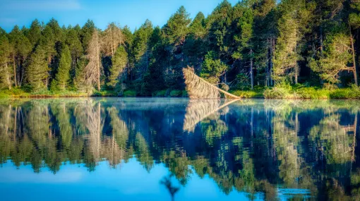 Reflektion