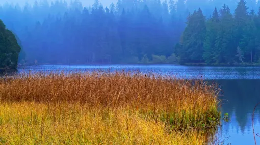 Herbstnebel