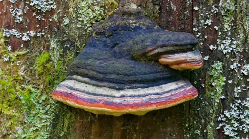 Pilz am Holz