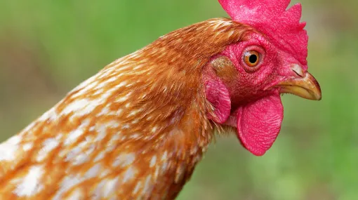 Huhn Portrait