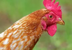Huhn Portrait