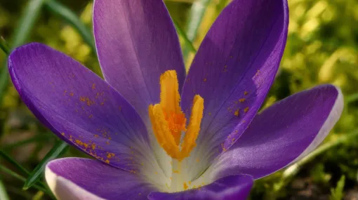 Krokus