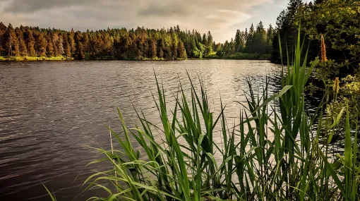 Friedliche Stimmung am Etang