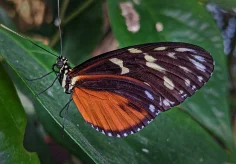 Passionsblumenfalter, Heliconiinae