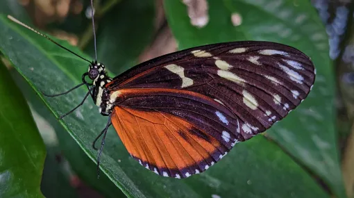 Passionsblumenfalter, Heliconiinae