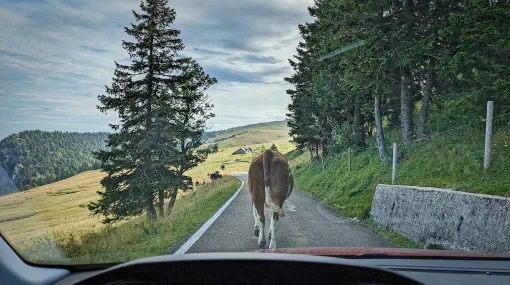Langsamgeher