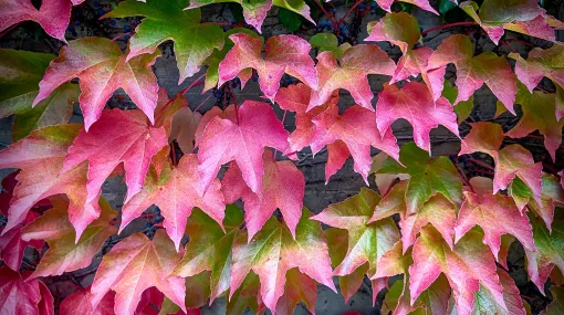 Eindeutig Herbst