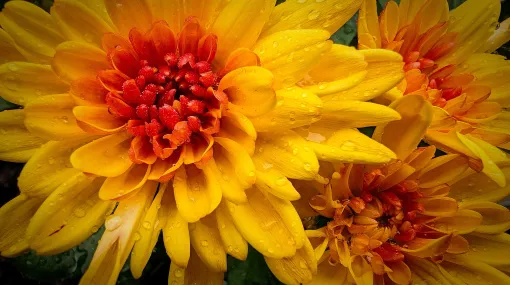 Winteraster Trio