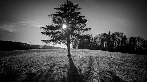 Baum im Gegenlicht