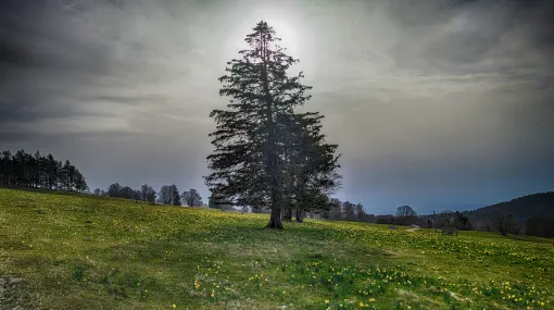 Feld mit Narzissen