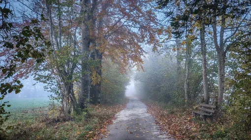 Weg in den Nebel