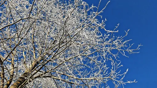 Nebelfrost