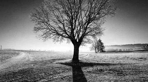 Frostiger Wintermorgen