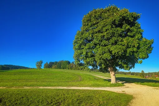 Der Baum