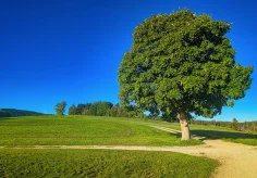 Der Baum