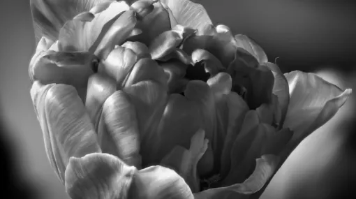 Tulpe