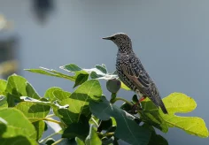 Star im Feigenbaum