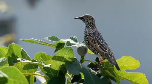 Star im Feigenbaum