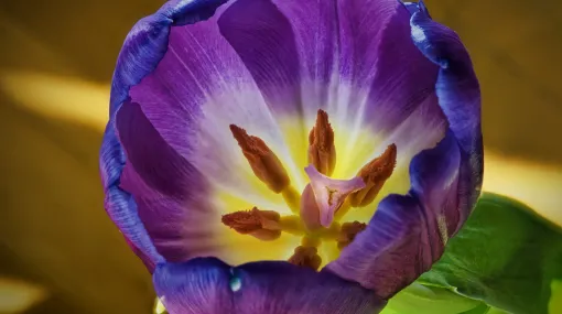 Tulpe innen