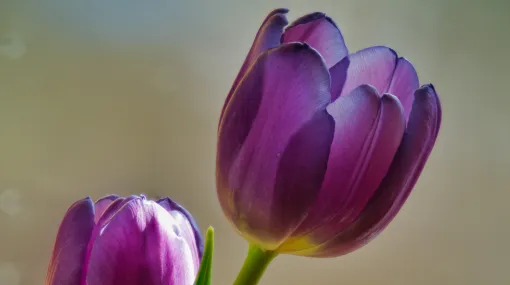 Tulpe