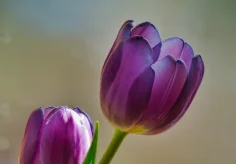 Tulpe