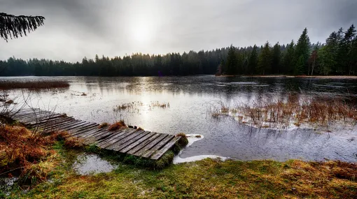 Erste Eisschicht auf dem Etang