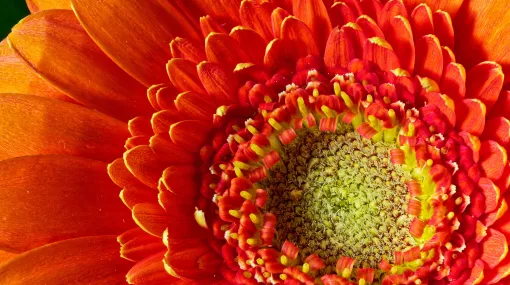 Gerbera orange