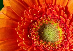 Gerbera orange