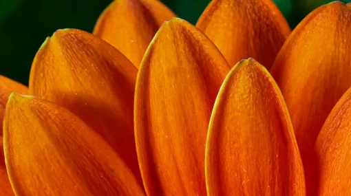 Gerbera orange