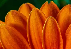 Gerbera orange