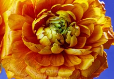 Ranunkel (asiatischer Hasenfuss)